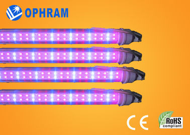 50Hz / 60Hz 230V / 240V Tam Spektrum Sebze İçin Işıklar LED Grow