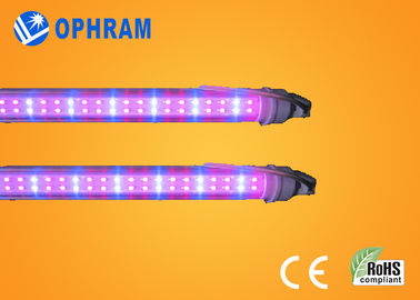 50Hz / 60Hz 230V / 240V Tam Spektrum Sebze İçin Işıklar LED Grow