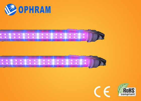 Yüksek Güçlü IP20 Domates / Marul / Esrar Kapalı Led büyümek Işıklar AC85V-265V