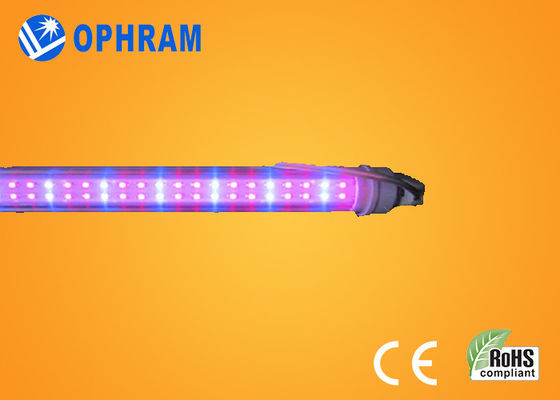 Yüksek Güçlü IP20 Domates / Marul / Esrar Kapalı Led büyümek Işıklar AC85V-265V